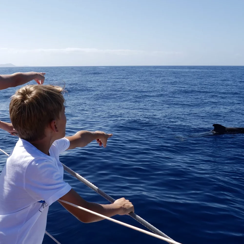 when-to-see-whales-in-tenerife