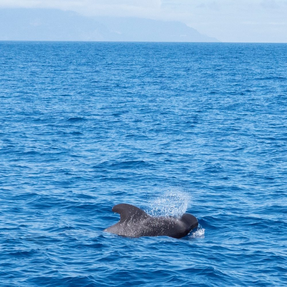 dolphin-watching-costa-adeje
