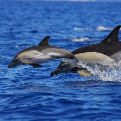 whales-and-dolphin-watching-tenerife